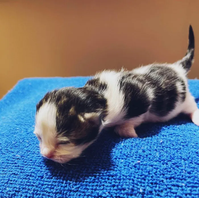 Trussville Main Street Animal Clinic Picture 6