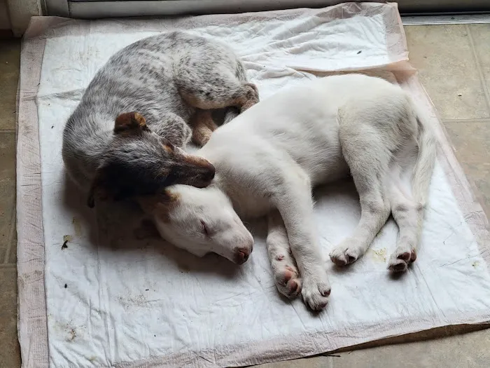 Trussville Main Street Animal Clinic Picture 8