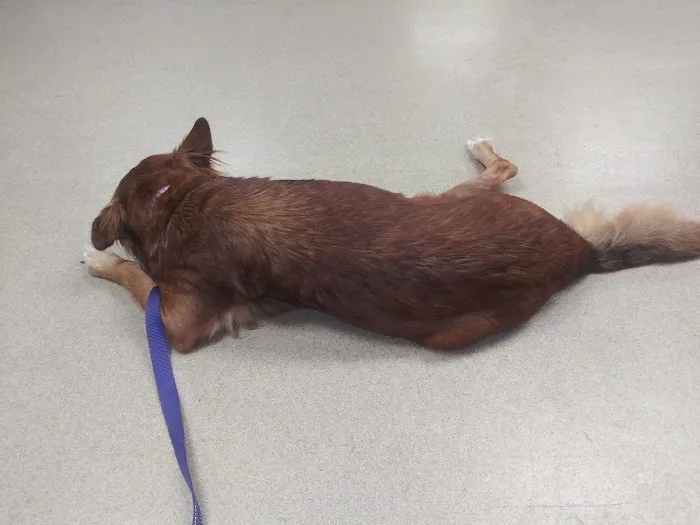 Westwood Animal Hospital: Marshall Paul DVM Picture 2