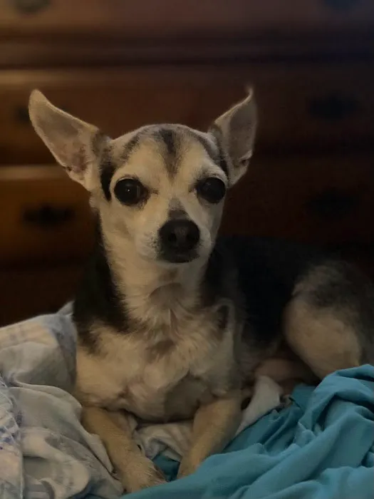Westwood Animal Hospital: Marshall Paul DVM Picture 3