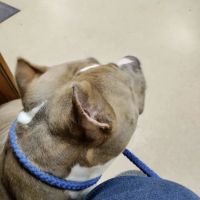 Westwood Animal Hospital: Marshall Paul DVM ico
