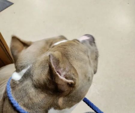 Westwood Animal Hospital: Marshall Paul DVM