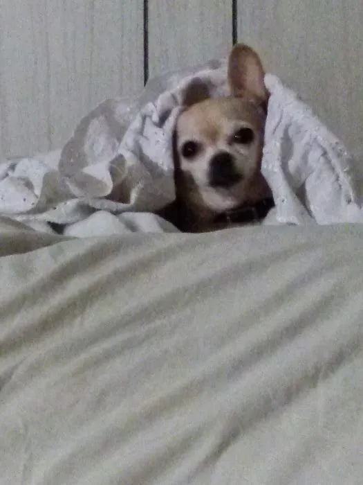 Westwood Animal Hospital: Marshall Paul DVM Picture 4