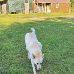 Westwood Animal Hospital