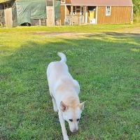 Westwood Animal Hospital ico