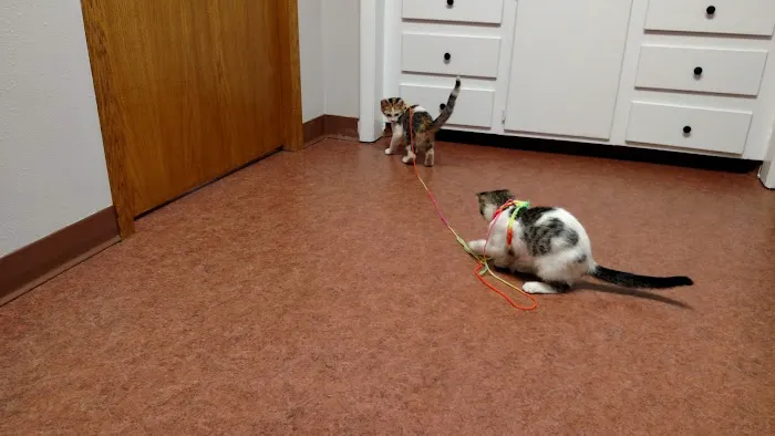 Radcliffe Animal Care Clinic Picture 3