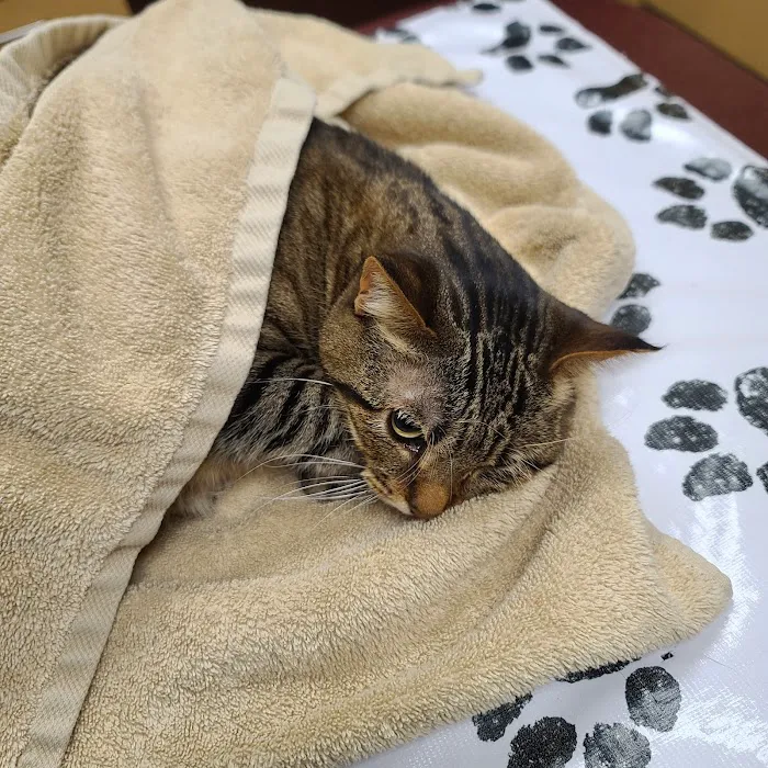 Graham Animal Hospital Picture 2