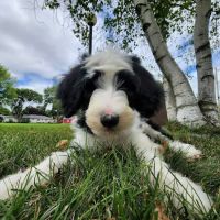 Manchester Animal Med Ctr ico