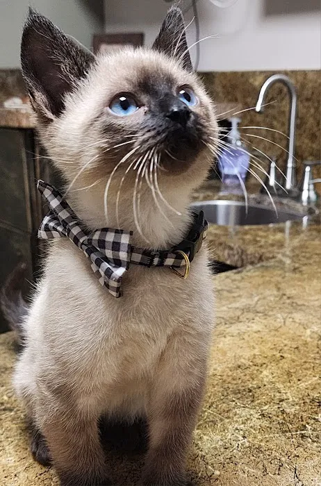 The Hometown Veterinarian Picture 1