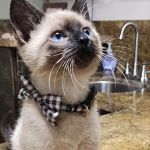 The Hometown Veterinarian