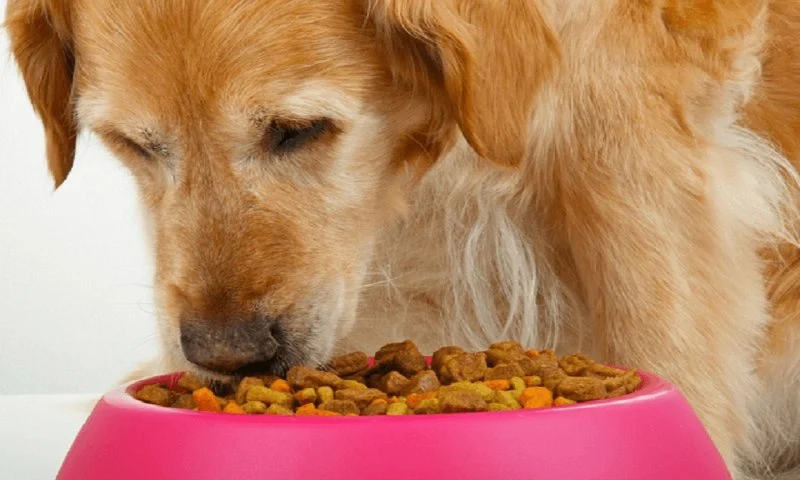Tips for Feeding Senior Dogs with Sensitive Stomachs and Improving Digestion