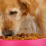 Tips for Feeding Senior Dogs with Sensitive Stomachs and Improving Digestion