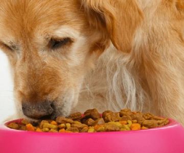 Tips for Feeding Senior Dogs with Sensitive Stomachs and Improving Digestion