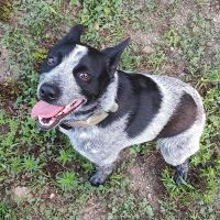 Town & Country Veterinary ico