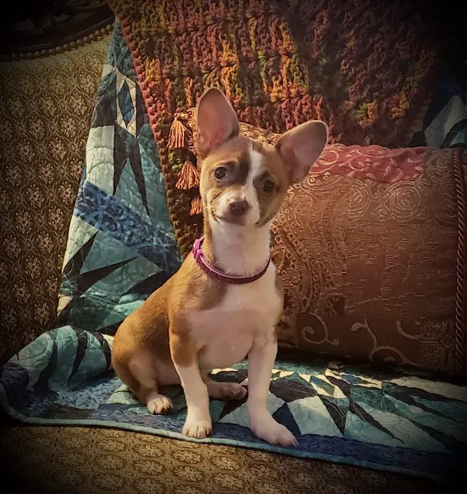 Town & Country Veterinary Picture 2
