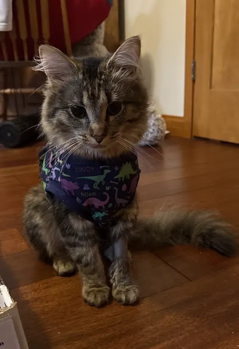 Transcend Veterinary Pet Urgent Care Picture 1