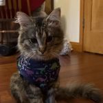 Transcend Veterinary Pet Urgent Care