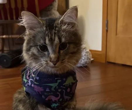 Transcend Veterinary Pet Urgent Care