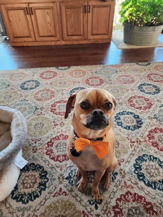 Transcend Veterinary Pet Urgent Care Picture 2