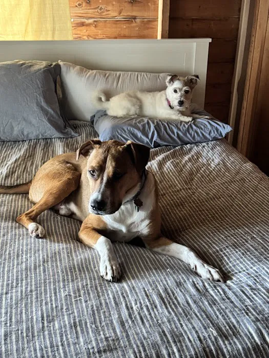 Transcend Veterinary Pet Urgent Care Picture 4