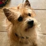 Appanasha Pet Clinic