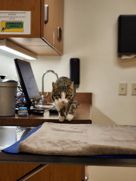 Appanasha Pet Clinic Picture 5