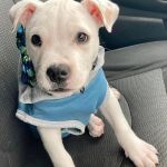 Apple Valley Veterinary Clinic