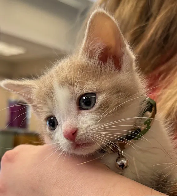 Apple Valley Veterinary Clinic Picture 4