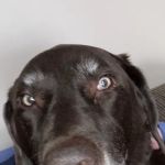 Trout Creek Veterinary Center, LLC