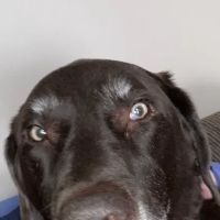 Trout Creek Veterinary Center, LLC ico