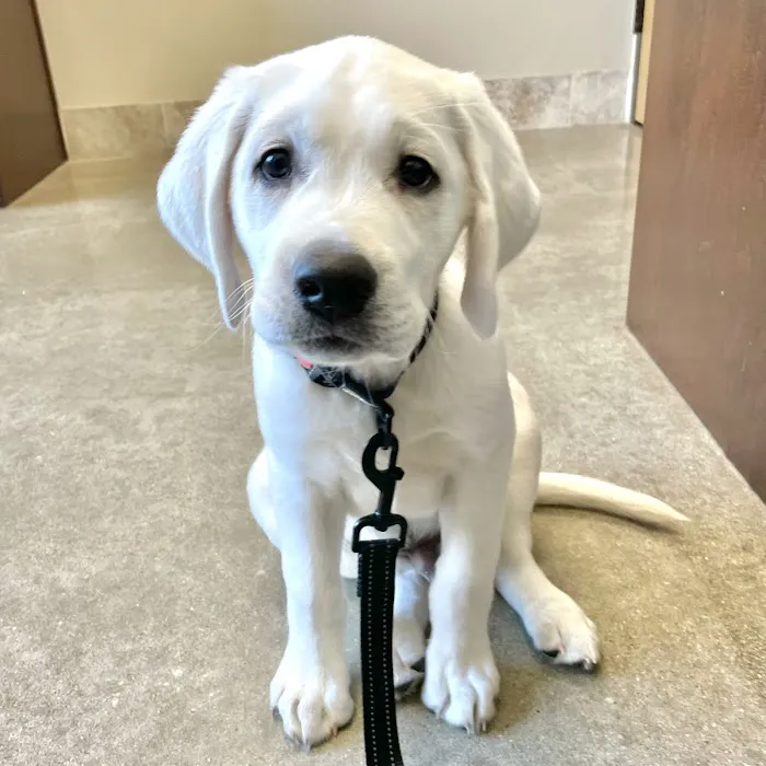 Trout Creek Veterinary Center, LLC. Dr. Tracy Kusik, DVM Picture 4