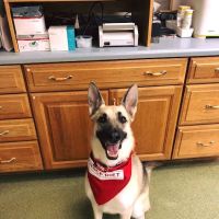 American Animal Hospital ico