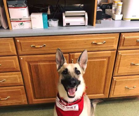 American Animal Hospital