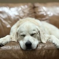 Health Veterinary Imaging ico