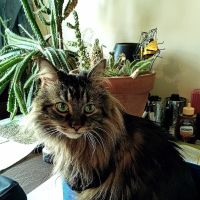 CountrySide Veterinary Health ico
