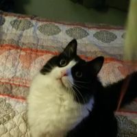 Fox River Animal Hospital ico