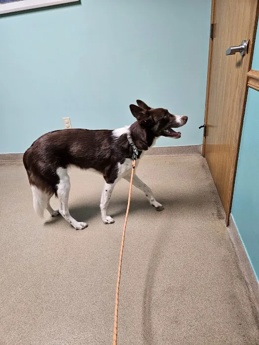 Birch Bark Veterinary Care Picture 1