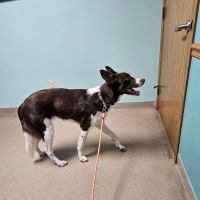 Birch Bark Veterinary Care ico