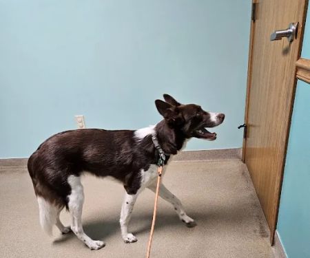 Birch Bark Veterinary Care