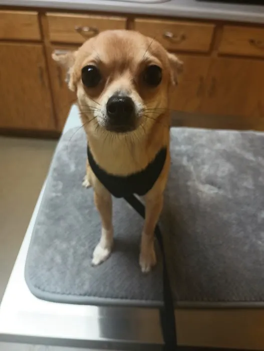 Birch Bark Veterinary Care Picture 8