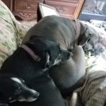 Birnamwood Veterinary Services: Nelson Wendy DVM, Zenkovich Becky DVM