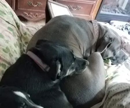 Birnamwood Veterinary Services: Nelson Wendy DVM, Zenkovich Becky DVM