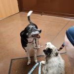 Birnamwood Veterinary Services