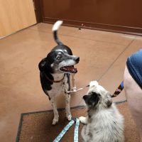 Birnamwood Veterinary Services ico