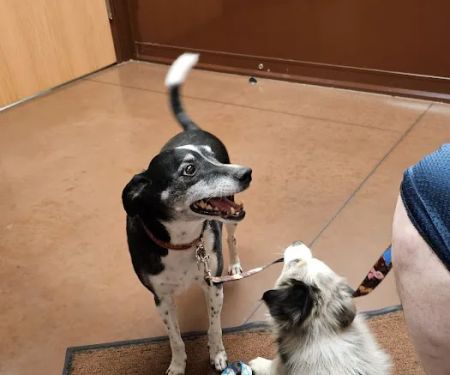 Birnamwood Veterinary Services