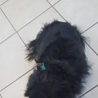 Northwoods Veterinary Services ico