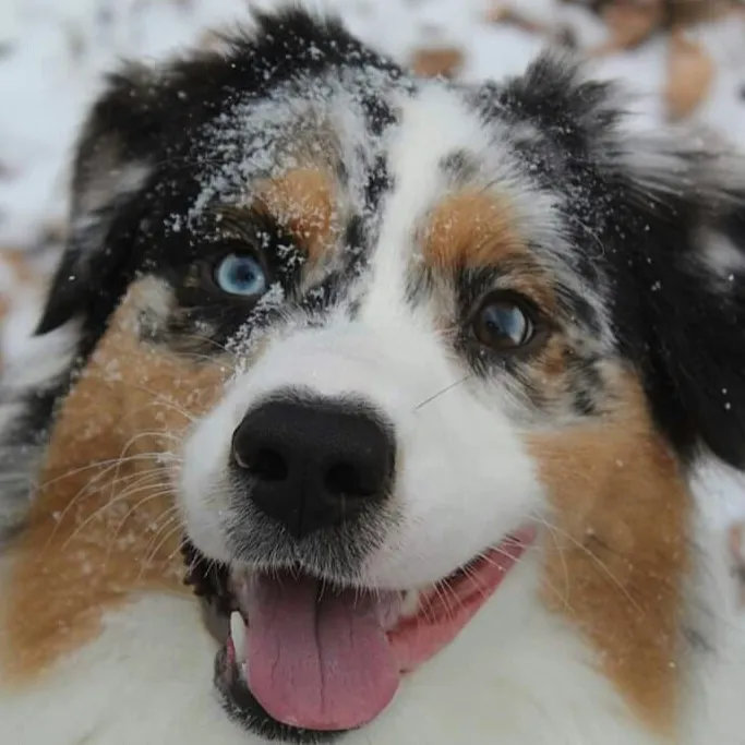 Northwoods Veterinary Services Picture 8