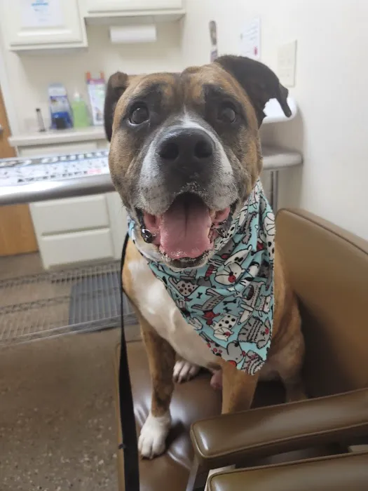 St. Bernard's Animal Medical Center Picture 1