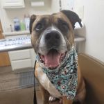 St. Bernard's Animal Medical Center