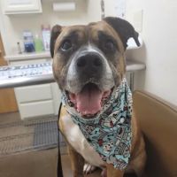 St. Bernard's Animal Medical Center ico